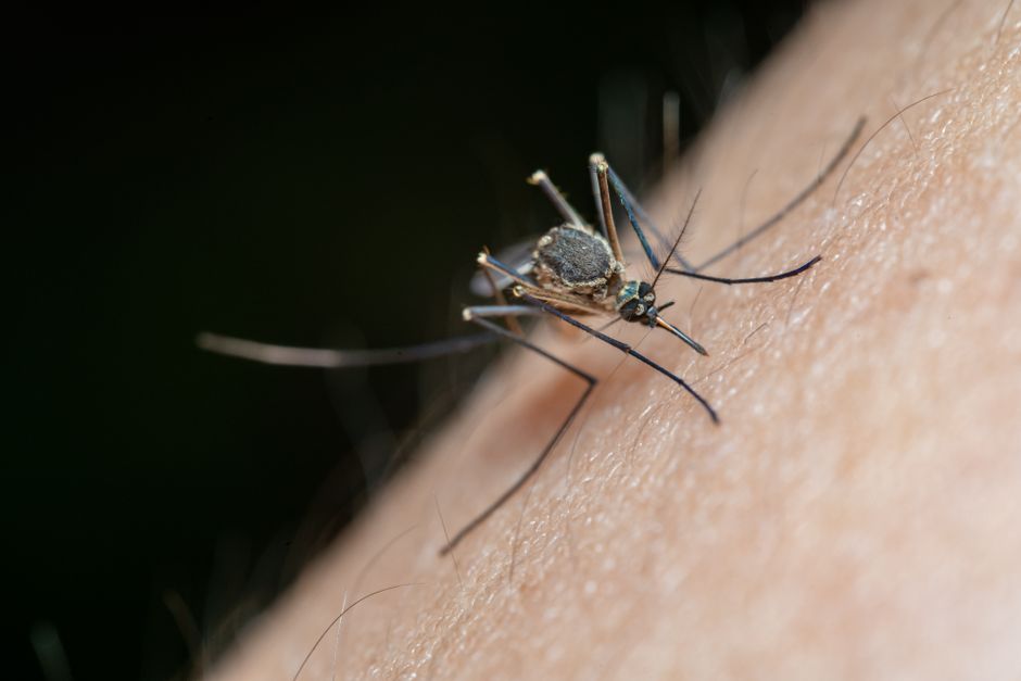 mosquito