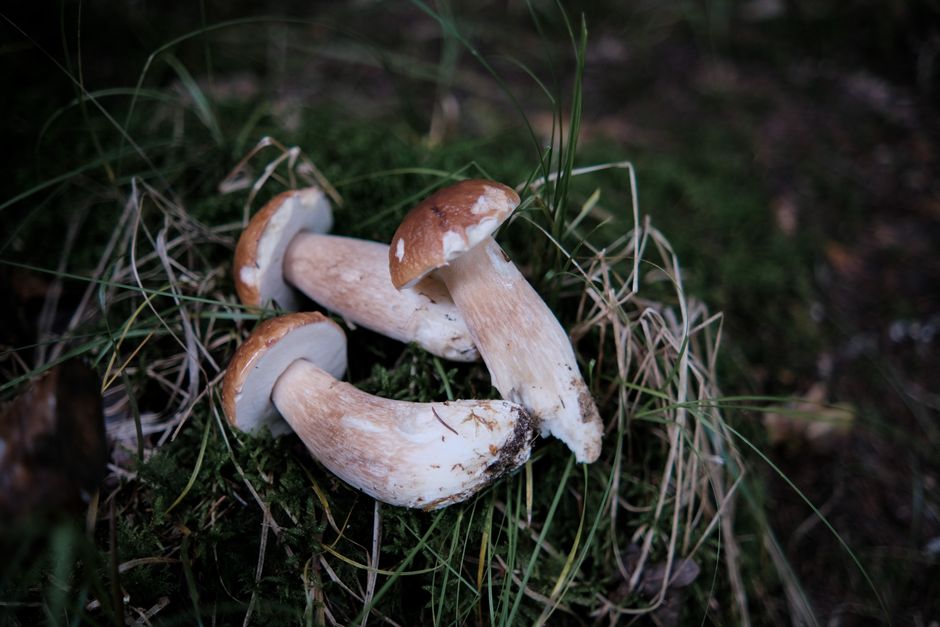 mushrooms