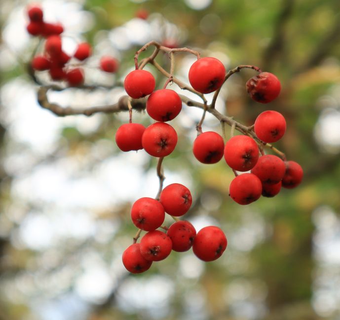 aronia berries