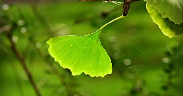 Ginkgo Blätter