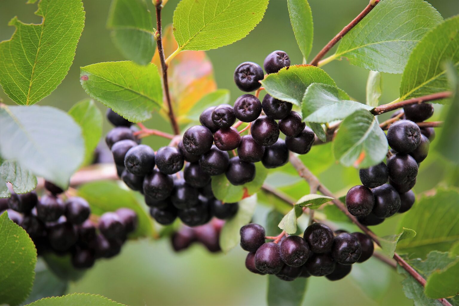 Die Aroniabeere gesund, lecker, vielseitig verwendbar MeinGesundheit